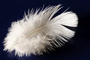Bird Feather Detail View Stampe: Deaf feather/spring