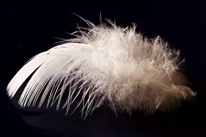 Bird Feather Detail Stampe: Deaf feather/spring