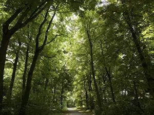Travel Photography Forests Stampe: Deciduous forest