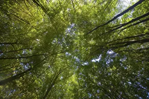 Nature Landscape Images Stampe: Deciduous forest