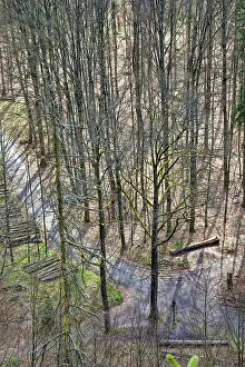 Deciduous Forest In Spring Stampe: Deciduous forest in spring, first buds