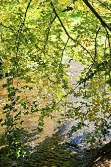 German Flora Botany Stampe: Deciduous tree above the Oos river
