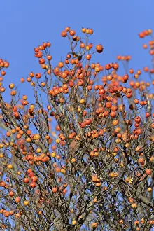 Blue Sky Deserted Landscape Stampe: Deciduous tree (Sorbus), hackberry