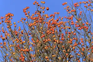 Red Fruits Germany Stampe: Deciduous tree (Sorbus), hackberry