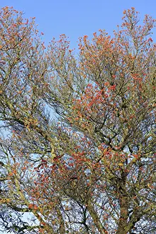 Central European Trees Stampe: Deciduous tree (Sorbus), hackberry