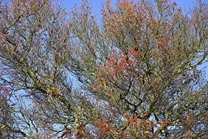 Deciduous Tree Germany Stampe: Deciduous tree (Sorbus), hackberry