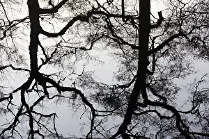 Water Surface Reflections Europe Stampe: Deciduous trees reflected on the water surface