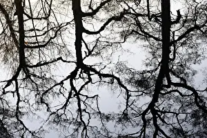 German Waterfront Scenes Stampe: Deciduous trees reflected on the water surface