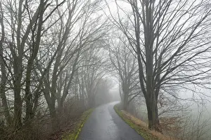 German Countryside Winter Stampe: Deciduous trees by the wayside