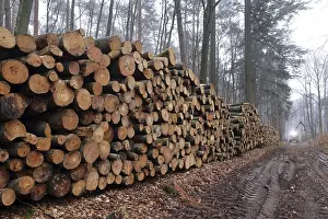 Timber Industry Storage Stampe: Deforested tree trunks
