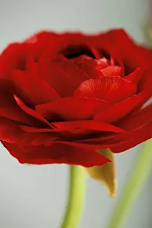 Deserted Flower Shop Stampe: Delicate red ranunculus, Bl