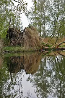 Tree Reflection In Water Stampe: Dense tree reflection in water