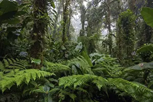 Central America Wilderness Area Stampe: Dense vegetation in cloud forest