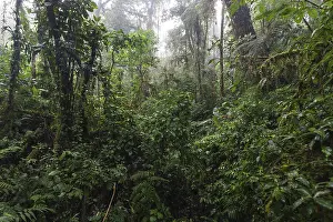 South American Rainforest Landscape Stampe: Dense vegetation in cloud forest