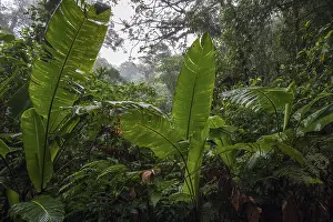 South American Wilderness Stampe: Dense vegetation in cloud forest