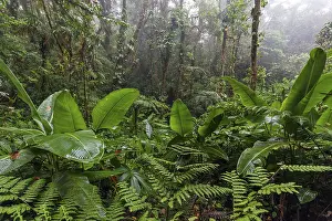 Cloud Forest Vegetation Stampe: Dense vegetation in cloud forest