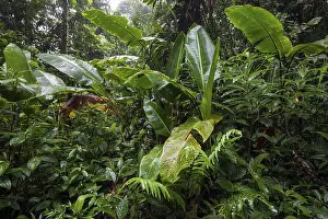 Cloud Forest Vegetation Stampe: Dense vegetation in cloud forest