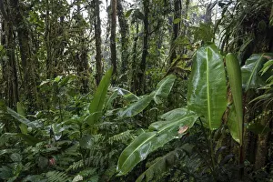 Cloud Forest Vegetation Stampe: Dense vegetation in cloud forest