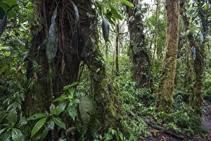 Cloud Forest Vegetation Stampe: Dense vegetation in cloud forest