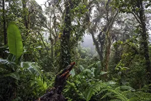 South American Wilderness Stampe: Dense vegetation in cloud forest
