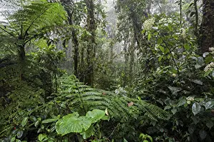 Cloud Forest Vegetation Stampe: Dense vegetation in cloud forest