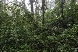 South American Rainforest Landscape Stampe: Dense vegetation in cloud forest