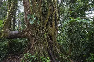 Cloud Forest Vegetation Stampe: Dense vegetation in cloud forest