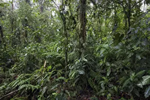 Cloud Forest Vegetation Stampe: Dense vegetation in cloud forest