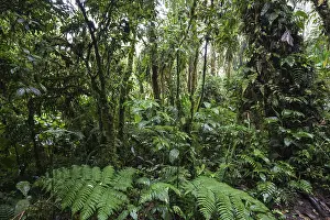 Central America Wilderness Area Stampe: Dense vegetation in cloud forest