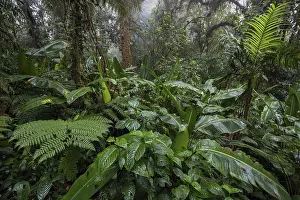 Central America Wilderness Area Stampe: Dense vegetation in cloud forest