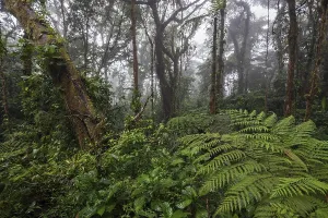 South American Rainforest Stampe: Dense vegetation in cloud forest