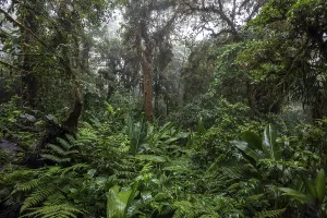 Cloud Forest Vegetation Stampe: Dense vegetation in cloud forest