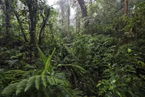 South American Wilderness Stampe: Dense vegetation in cloud forest