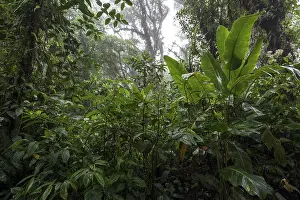 Cloud Forest Vegetation Stampe: Dense vegetation in cloud forest