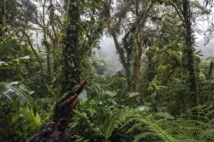 Cloud Forest Vegetation Stampe: Dense vegetation in cloud forest