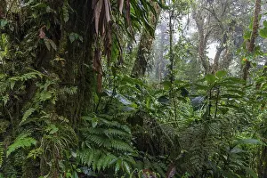 South American Wilderness Stampe: Dense vegetation in cloud forest