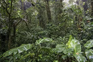 Cloud Forest Vegetation Stampe: Dense vegetation in cloud forest