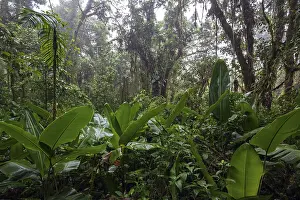 Central America Wilderness Area Stampe: Dense vegetation in cloud forest