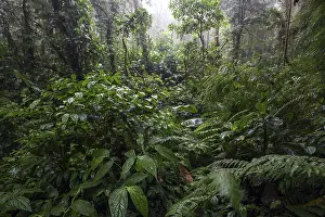 South American Wilderness Stampe: Dense vegetation in cloud forest