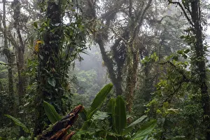 Cloud Forest Stampe: Dense vegetation in cloud forest