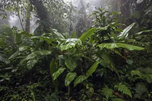 South American Rainforest Landscape Stampe: Dense vegetation in cloud forest