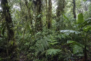 Central America Botany Stampe: Dense vegetation in cloud forest