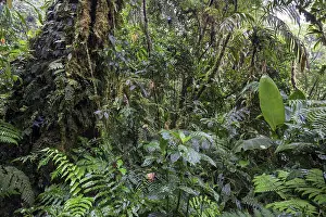 Cloud Forest Stampe: Dense vegetation in cloud forest
