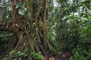 South American Wilderness Stampe: Dense vegetation in cloud forest