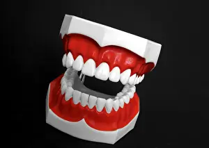 Oral Hygiene Symbol Stampe: Denture model
