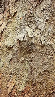 German Nature Reserve Stampe: Detailed view of structured tree bark with complex patterns and earth tones