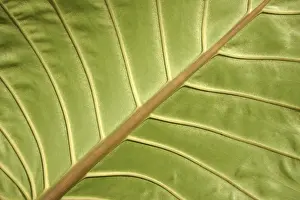 Large Emerald Green Leaves Stampe: Details of the structure of a leaf