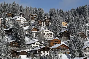 Coniferous Tree Landscape Photography Stampe: Development of apartment blocks