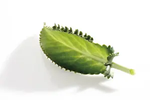 Alligatore Stampe: Spina del Diavolo, Pianta Alligatore