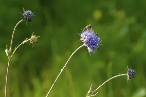 Dipsacaceae Family Stampe: Devil's-bit, Devil's-bit scabious